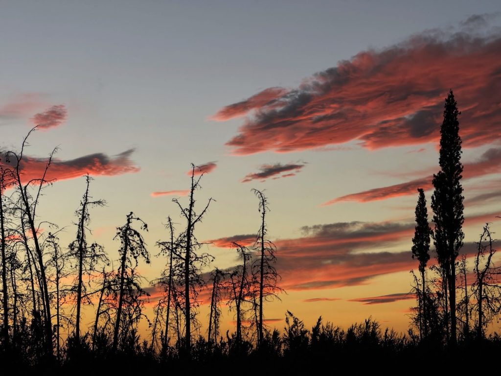 Puesta de sol con pinos en la distancia.