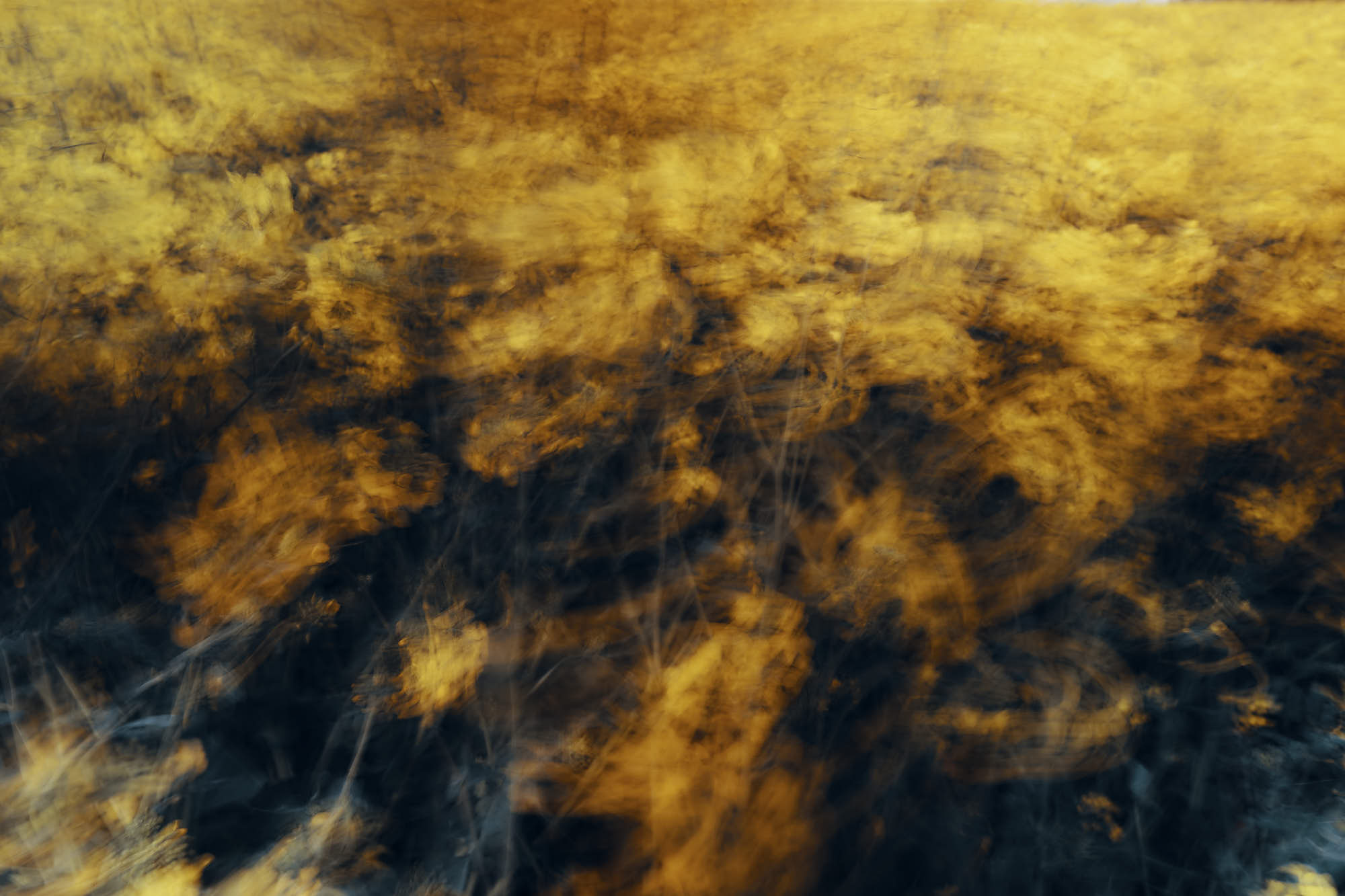 Ambiente. Foto creativa de un campo de colza movida por el viento. Huesca. Foto tomada por Amaury Cabrera.