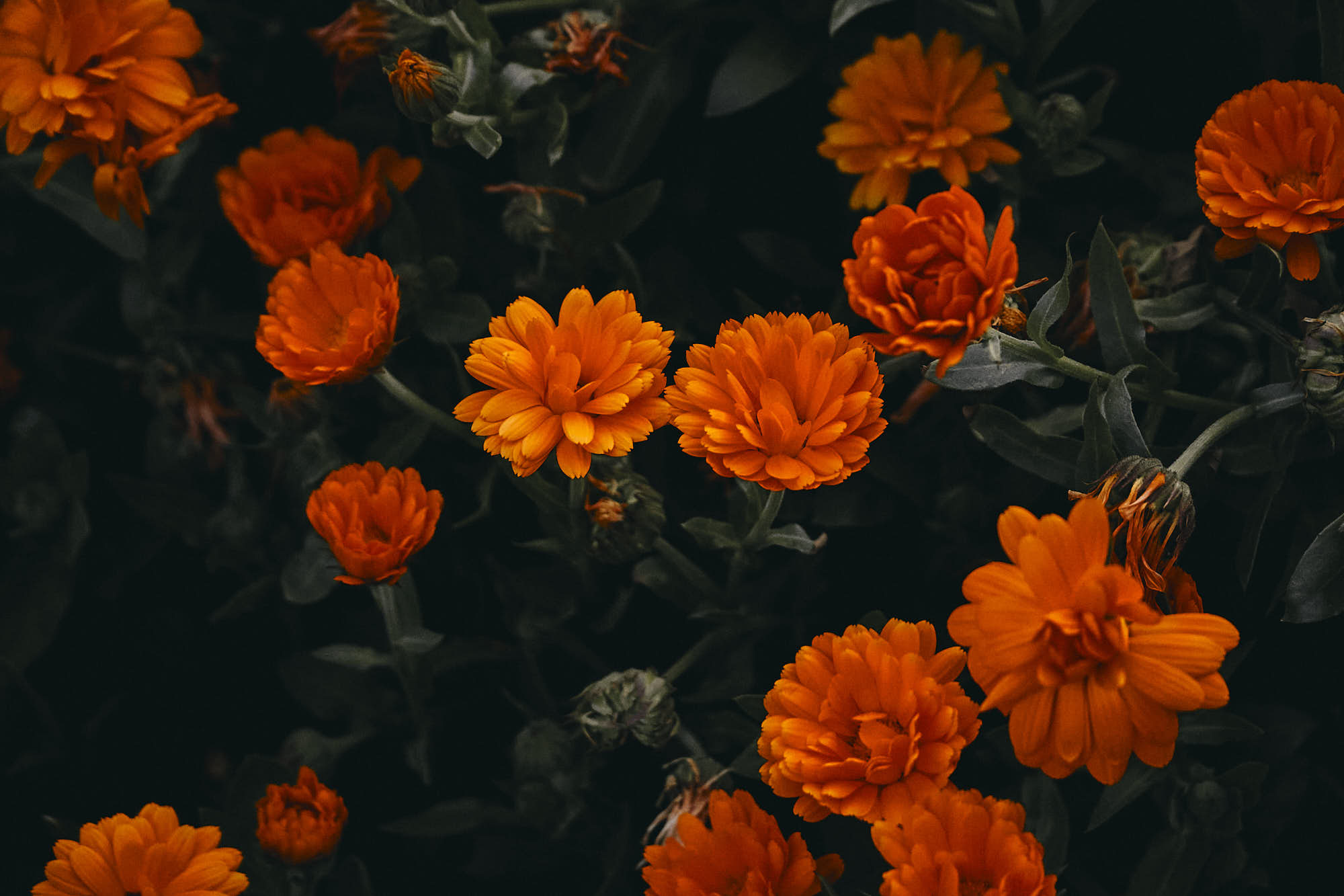 Ambiente. Naturaleza viva. Margaritas de una jardinera en el pueblo de Agüero, Huesca. Foto tomada por Amaury Cabrera.